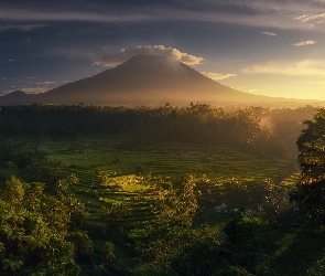 Indonezja, Wschód słońca, Mgła, Wyspa Bali, Pola, Góry, Uprawne, Tarasy ryżowe, Wulkan Agung, Drzewa