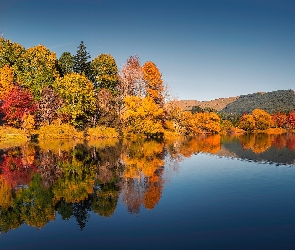 Las, Jezioro, Jesień, Drzewa, Odbicie, Pożółkłe, Nowa Zelandia, Lake Tutira