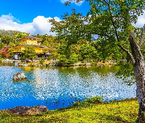 Japonia, Kioto, Złoty Pawilon, Świątynia Kinkakuji, Drzewo, Staw Kyko chi