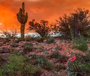 Arizona, Sonoran Desert, Stany Zjednoczone, Pustynia, Kaktusy, Tucson, Krzewy, Zachód słońca