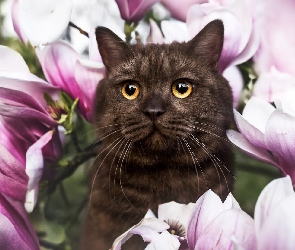 Kwiaty, Magnolie, Kot