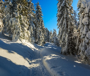 Śnieg, Droga, Las, Drzewa, Zima