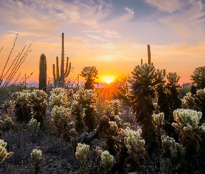 Wschód słońca, Kaktusy cholla