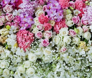 Różowe, Białe, Kwiaty, Kolorowe