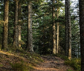 Ścieżka, Sosny, Las, Drzewa