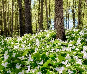 Manistee National Forest, Kwiaty, Las, Białe, Michigan, Drzewa, Stany Zjednoczone, Trójlisty wielkokwiatowe