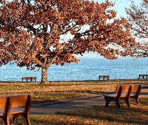 Drzewa, Stany Zjednoczone, Zatoka Chesapeake, Ławki, Jesień