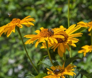 Kwiaty, Rozmyte tło, Pszczoła, Słoneczniczki, Żółte