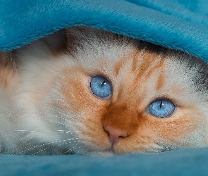 Koc, Niebieski, Niebieskooki, Kot