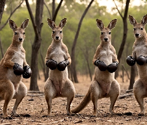 Kangury, Śmieszne, Drzewa, Rękawice bokserskie, Grafika