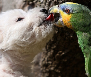 Pies, Pocałunek, Papuga
