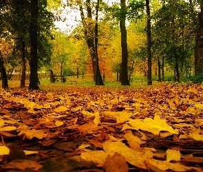 Park, Liście, Kolorowe, Drzewa, Jesień