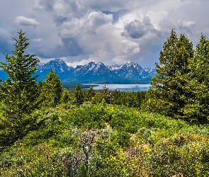 Drzewa, Trawa, Góry, Chmury, Stan Wyoming, Jezioro, Stany Zjednoczone, Park Narodowy Grand Teton