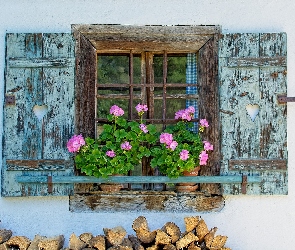 Okno, Pelargonie, Parapet, Kwiaty, Dom