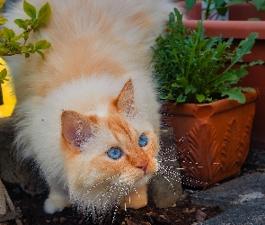 Ogród, Kot, Niebieskooki, Rudy