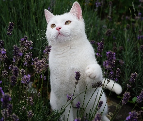 Lawendy, Kwiaty, Biały, Kot