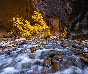 Park Narodowy Zion, Utah, Virgin River, Stany Zjednoczone, Drzewa, Rzeka, Kanion Zion Narrows, Skały, Kamienie