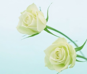 Dwie, Róże, Białe