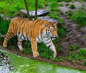 Idący, Tygrys