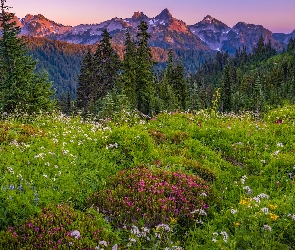 Góry, Kwiaty, Park Narodowy Mount Rainier, Łąka, Stan Waszyngton, Tatoosh Range, Stany Zjednoczone, Drzewa