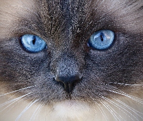 Niebieskie, Oczy, Kot, Ragdoll