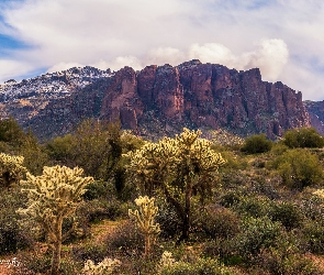 Roślinność, Skały, Arizona, Kaktusy, Superstition Mountains, Stany Zjednoczone, Góry