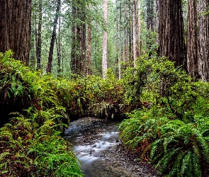 Las, Kalifornia, Rzeka, Stany Zjednoczone, Prairie Creek Redwood State Park, Park stanowy, Drzewa, Sekwoje, Paprocie