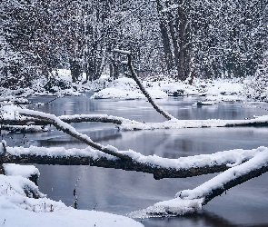 Drzewa, Rzeka, Śnieg, Konary, Zima