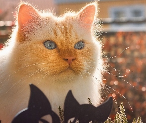 Niebieskooki, Spojrzenie, Mordka, Kot, Biało-rudy