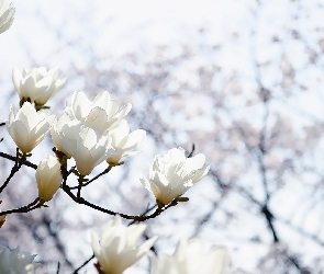 Białe, Kwiaty, Gałązki, Magnolia