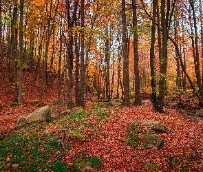 Las, Liście, Jesień, Drzewa, Natura