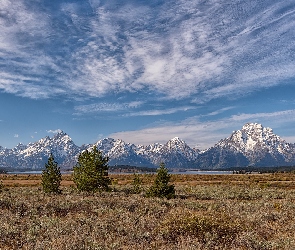 Stany Zjednoczone, Stan Wyoming, Góry, Park Narodowy Grand Teton, Teton Range, Drzewa