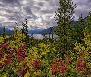 Kolorowe, Jezioro, Jesień, Liście, Góry, Drzewa, Kanada, Muncho Lake
