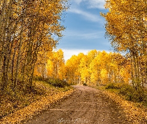 Droga, Topole osikowe, Jesień, Drzewa