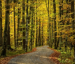 Wysokie, Jesień, Droga, Drzewa, Las