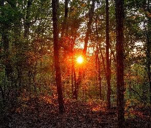 Drzewa, Liście, Las, Słońce