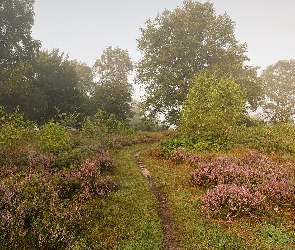 Polana, Wrzosowisko, Ścieżka, Wrzosy, Drzewa