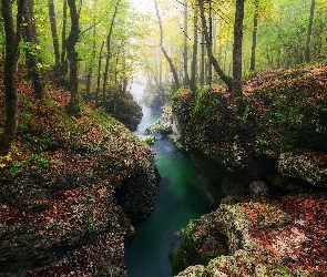 Koryto, Skały, Drzewa, Rzeka, Las