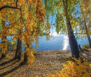 Dzień, Słoneczny, Liście, Jesień, Drzewa, Jezioro