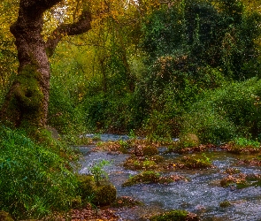 Drzewa, Kamienie, Strumień, Roślinność, Las