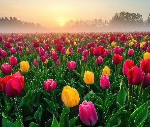 Kwiaty, Wschód słońca, Drzewa, Tulipany, Pole