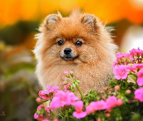 Szpic miniaturowy, Kwiaty, Mordka, Pomeranian, Pies