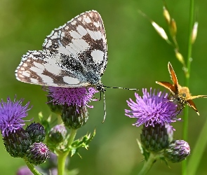 Kwiaty, Fioletowe, Motyl, Rośliny, Polowiec szachownica, Karłątek leśny