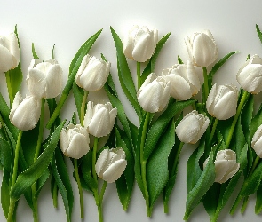 Kwiaty, Tulipan, Tulipany Kwiat, Białe, Kompozycja