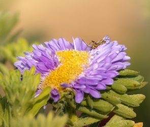 Kwiat, Owad, Liście, Aster, Rozkwitnięty