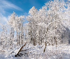 Las, Droga, Ośnieżone, Zima, Drzewa, Zaśnieżona