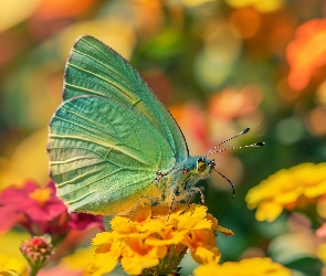 Motyl, Grafika, Kwiaty, Żółte, Zielony