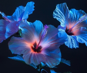 Grafika, Podświetlone, Trzy, Kwiaty, Hibiskusy, Niebieskie