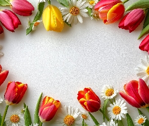 Tło, Białe, Kwiaty, Kolorowe, Tulipany, Stokrotki