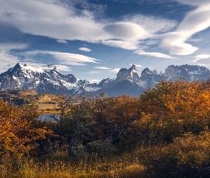 Drzewa, Jesień, Patagonia, Chile, Park Narodowy Torres del Paine, Góry